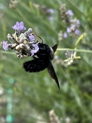 Xylocopa violacea
