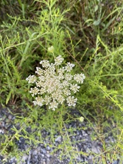 Daucus carota