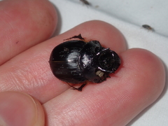 Onthophagus ferox