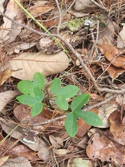 Cnidoscolus stimulosus