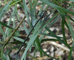 Austroargiolestes icteromelas