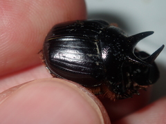 Onthophagus ferox