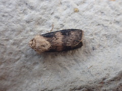 Agrotis puta