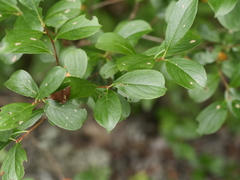 Aronia melanocarpa