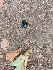 Anoplotrupes stercorosus
