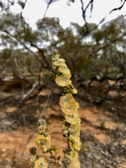 Maireana trichoptera