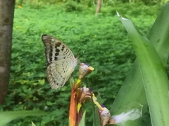 Tanaecia calliphorus