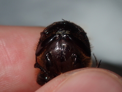 Onthophagus ferox