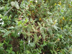 Cistus psilosepalus