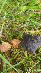 Craterellus cornucopioides