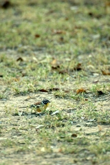 Emberiza flaviventris