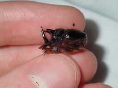 Onthophagus ferox