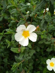 Cistus psilosepalus