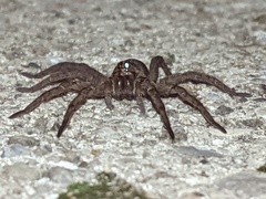 Tigrosa helluo