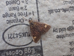 Pyrausta aurata