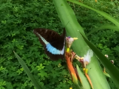 Tanaecia calliphorus