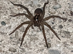 Tigrosa helluo