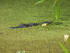 Alligator mississippiensis