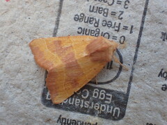Atethmia centrago