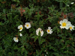 Cistus psilosepalus