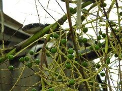 Coluber constrictor priapus