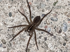 Tigrosa helluo