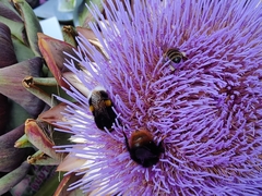 Bombus terrestris