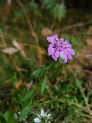 Iberis umbellata
