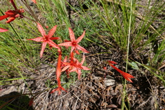 Ipomopsis aggregata formosissima