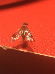 Chrysopilus