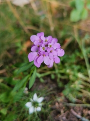 Iberis umbellata