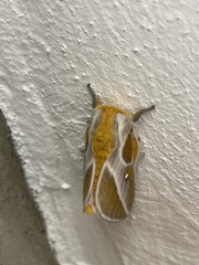 Syssphinx albolineata