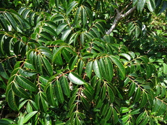 Toxicodendron succedaneum