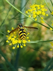 Chrysotoxum intermedium