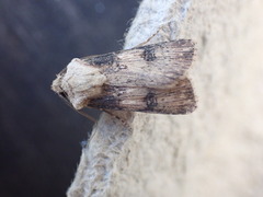 Agrotis puta