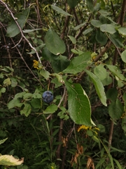 Prunus spinosa