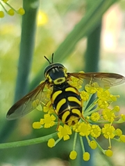 Chrysotoxum intermedium