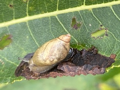 Oxyloma retusum