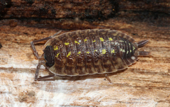 Porcellio spinicornis
