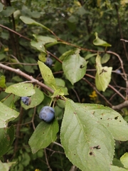 Prunus spinosa