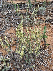 Maireana trichoptera