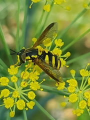 Chrysotoxum intermedium