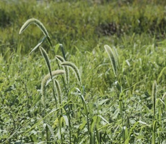 Setaria magna