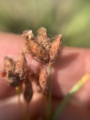 Schoenoplectus lacustris