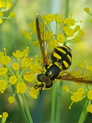 Chrysotoxum intermedium