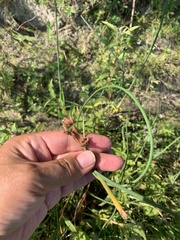 Schoenoplectus lacustris