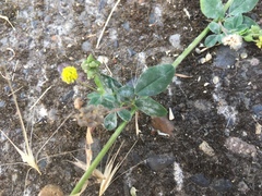 Erysiphe trifoliorum