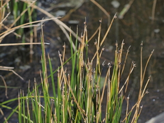 Schoenoplectus americanus