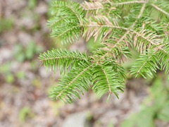 Abies balsamea