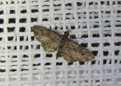 Pasiphilodes testulata